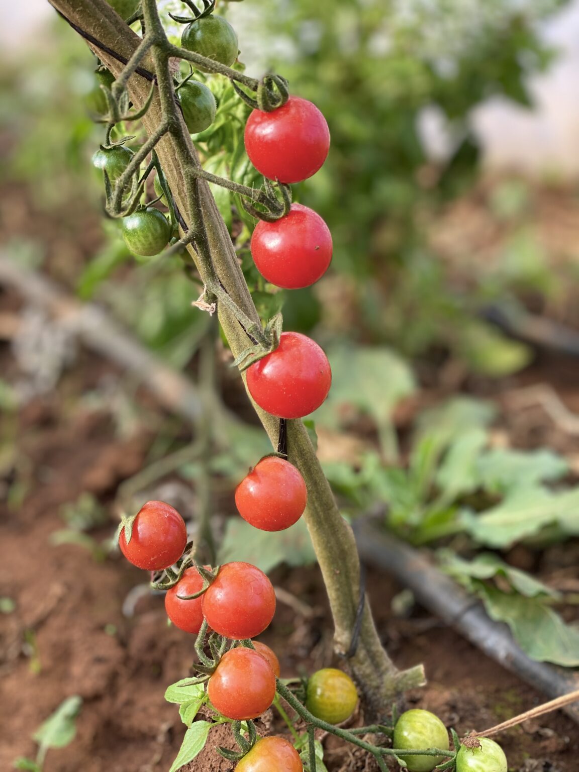 Cherry tomatoes on the vine