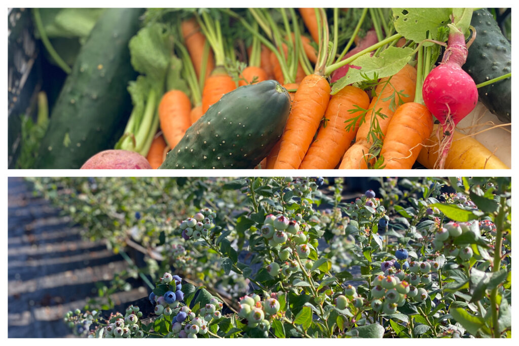 Harvested vegetables and blueberries