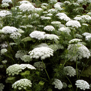 Ammi20Green20Mist