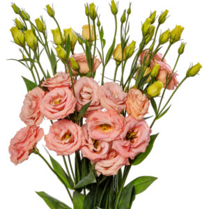 Lisianthus-Lisadora-Apricot