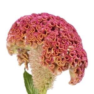 Celosia