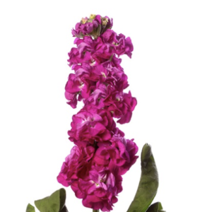 Matthiola incana StoX