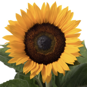 Helianthus Solano nr 12