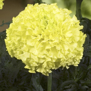 Tagetes Erecta F1