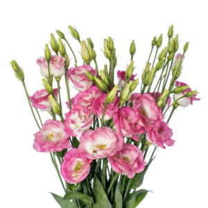 Eustoma russellianum F1
