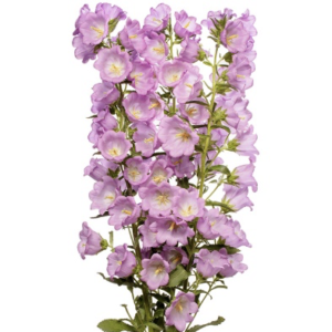 Campanula F1 Big Ben
