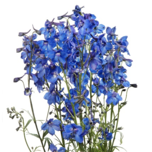 Delphinium Blue shadow